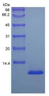 SDS-Page: Mouse IGF-I Protein [NBP2-35081]