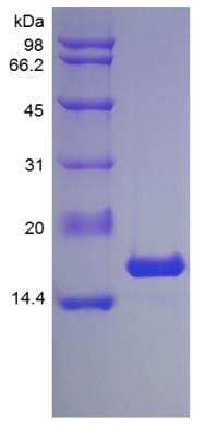 SDS-Page: Mouse IL-1 alpha/IL-1F1 Protein [NBP2-35107]