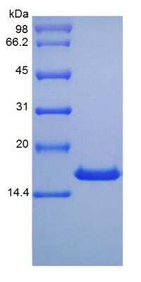 SDS-Page: Mouse IL-10 Protein [NBP2-35101]