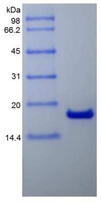 SDS-Page: Mouse IL-2 Protein [NBP2-35111]