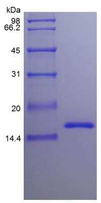 SDS-Page: Mouse IL-22 Protein [NBP2-35122]