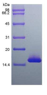 SDS-Page: Mouse IL25 Protein [NBP2-35172]