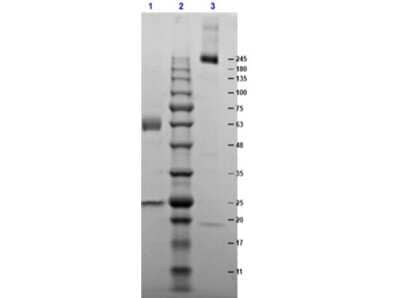 SDS-Page: Mouse IgA Kappa Isotype Control (MAK) [NBP1-97030] - SDS PAGE Results of Mouse IgA Kappa isotype control (MAK). Lane 1: Mouse IgA Kappa isotype control (MAK) Reduced [1ug]. Lane 2: Opal Prestained Molecular Weight Marker. Lane 3: Mouse IgA Kappa isotype control (MAK) Non-Reduced [1ug]. 4-20% Gel, Coomassie Stained.