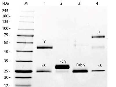 SDS-Page: Mouse IgG F(ab) Isotype Control [HRP] [NBP1-97223] - Lane 1: 5 uL Opal Prestained Marker. Lane 2: Reduced Mouse IgG Whole Molecule. Lane 3: Reduced Mouse F(c) Fragment. Lane 4: Reduced Mouse F(ab')2 Fragment Peroxidase Conjugated. Lane 5: Mouse IgM Kappa Myeloma Protein. Load: 1 ug per lane.