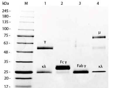 SDS-Page: Mouse IgG Fc Isotype Control [NBP1-96784] - SDS-PAGE of Mouse IgG F(c) Fragment. Lane 1: 5 uL Opal Prestained Marker. Lane 2: Reduced Mouse IgG Whole Molecule. Lane 3: Reduced Mouse F(c) Fragment. Lane 4: Reduced Mouse F(ab) Fragment. Lane 5: Mouse IgM Kappa Myeloma Protein. Load: 1 ug per lane. Predicted/Observed size: IgG at 50 and 25 kDa; F(c) at 25 kDa; F(ab) at 25 kDa; IgM K at 70 and 23 kDa. Observed F(c) Fragment migrates slightly higher.