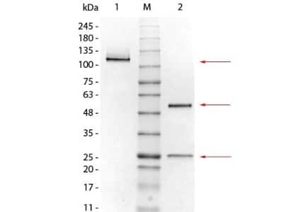 SDS-PAGE Mouse IgG1 Kappa Isotype Control (MG1K)