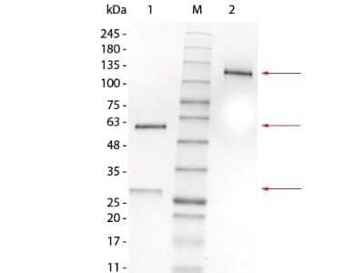 SDS-Page: Mouse IgG1 Lambda Isotype Control (MG1L) [NBP1-96982] - SDS-PAGE of Mouse IgG1 Lambda Isotype Control. Lane 1: Mouse IgG1 Lambda Isotype Control, Reduced. M: Opal Pre-stained Ladder. Lane 2: Mouse IgG1 Lambda Isotype Control, Non-reduced. Load: 1.0 ug per lane. Predicted/Observed: 120 kDa Non-reduced, 55 and 25 Reduced.