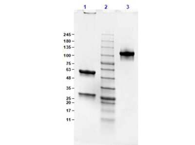 SDS-Page: Mouse IgG2b Lambda Isotype Control (M2BL) [NBP1-96979] - SDS-PAGE Results of Mouse IgG2b Lambda isotype control (M2BL). Lane 1: Mouse IgG2b Lambda isotype control (M2BL) (Reduced) [5.0ug]. Lane 2: Opal Prestained Molecular Weight Markers. Lane 3: Mouse IgG2b Lambda isotype control (M2BL) (Non-Reduced) [5.0ug]. 4-20% Gel, Coomassie Stained.