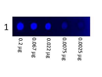 Dot Blot: Mouse IgG3 Isotype Control (MG3) [FITC] [NBP1-96847] - Mouse IgG3 Protein [Fluorescein] [NBP1-96847] - A three-fold serial dilution of Fluorescein conjugated Mouse IgG3 subclass starting at 200ug was spotted onto 0.45 um nitrocellulose.