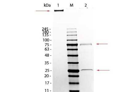 SDS-Page: Mouse IgM Isotype Control [NBP1-97007] - Lane 1: Mouse IgM, Non-Reduced. Lane 2: Mouse IgM, Reduced. Load: 1.0 ug per lane.