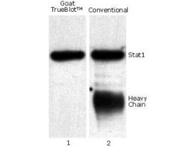 Western Blot: Mouse Pure-Blot anti-Goat IgG (H+L) Secondary Antibody (eB270) [HRP] [NBP3-11670] - Jurkat cell lysate (0.5 ml of 1x10e7 cells/ml) was incubated with goat anti-human Stat1 and immunoprecipitated using Protein G. Precipitate from 5x10e5 cells was subjected to electrophoresis, transferred to a PVDF membrane, and Western blotted with Mouse Pure-Blot anti-Goat IgG Secondary antibody (eB270) [HRP]: Anti-Goat IgG HRP (lane 1) and conventional HRP-conjugated anti-goat polyclonal antibody (lane 2).