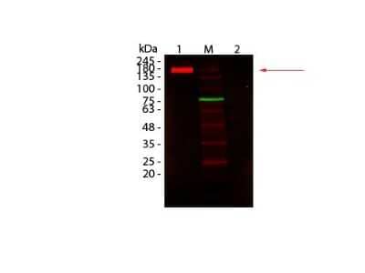 Western Blot: Mouse Pure-Blot anti-Rabbit IgG (H+L) Secondary Antibody (eB182) [DyLight 680] [NBP3-11667] - Lane 1: Rabbit IgG, Non-denatured. Lane 2: Rabbit IgG, Denatured. Load: 50 ng per lane. Primary antibody: none. Secondary antibody: Mouse Pure-Blot anti-Rabbit IgG (H+L) Secondary antibody (eB182) [DyLight 680] at 1:1,000 for 60 min at RT. Block for 30 min at RT. Predicted: 160 kDa for non-denatured; observed: 170-180 kDa for non-denatured. Band migrates at slightly higher molecular weight.