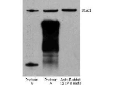 Western Blot: Mouse Pure-Blot anti-Rabbit IgG (H+L) Secondary Antibody (eB182) [DyLight 680] [NBP3-11667] - Jurkat cell lysate (0.5 ml of 1x10e7 cells/ml) was incubated with rabbit anti-human Stat1 and immunoprecipitated using Protein G, Protein A and Anti-Rabbit Ig IP Beads. Precipitate from 5x10e5 cells was subjected to electrophoresis, transferred to a PVDF membrane, and Western blotted with anti-Stat1 using Mouse Pure-Blot anti-Rabbit IgG (H+L) Secondary antibody (eB182) [DyLight 680].