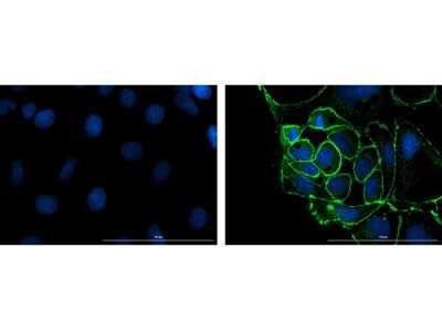 Immunocytochemistry/Immunofluorescence: Mouse Pure-Blot anti-Rabbit IgG (H+L) Secondary Antibody (eB182) [FITC] [NBP3-11665] - Immunofluorescence microscopy of ZO-1 in Caco-2 cells using FITC-conjugated Mouse Pure-Blot anti-Rabbit IgG Secondary antibody (eB182) [FITC] for detection. Caco-2 cells were fixed with 4% PFA, blocked (5% mouse serum/0.3% Triton X-100 in 1X PBS) for 1 hr, then incubated with 15 ug/mL of anti-ZO-1 primary antibody at 4C overnight. Following 3 washes in 1X PBS for 5 min each, 5 ug/mL of FITC-conjugated Mouse Pure-Blot anti-Rabbit IgG Secondary antibody (eB182) [FITC] was added and allowed to incubate for 1 hr at room temperature. Nuclei were counterstained with DAPI present in mounting medium. Predicted cell localization is cell membrane and cell junctions. Image taken at 40X magnification. (right) Merged DAPI (blue)/ZO-1 (green), image shown (left) secondary antibody only.
