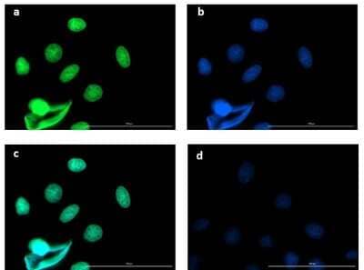 Immunocytochemistry/Immunofluorescence: Mouse Pure-Blot anti-Rabbit IgG (H+L) Secondary Antibody (eB182) [FITC] [NBP3-11665] - Immunofluorescence microscopy of BCL3 in Caco-2 cells using FITC-conjugated Mouse Pure-Blot anti-Rabbit IgG Secondary antibody (eB182) [FITC] for detection. Caco-2 cells were fixed with 4% PFA, blocked (5% mouse serum/0.3% Triton X-100 in 1X PBS ) for 1 hr, then incubated with 15 ug/mL of anti-BCL3 primary antibody at 4C overnight. Following 3 washes in 1X PBS for 5 min each, 5 ug/mL of FITC-conjugated Mouse Pure-Blot anti-Rabbit IgG Secondary antibody (eB182) [FITC] was added and allowed to incubate for 1 hr at room temperature. Nuclei were counterstained with DAPI present in mounting medium. The predicted main localization is nucleoplasm. Additional localization in some cell types includes vesicles and midbody. (a) BCL3 (b) DAPI (c) merged DAPI/BCL3 (d) secondary antibody only. Image taken at 40X magnification.