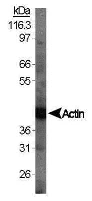 Western Blot: Mouse Spleen Whole Tissue Lysate (Adult Normal) [NB820-59670] - Western  blot analysis of Actin (NB600-532) using whole normal mouse spleen lysate [NB820-59670].