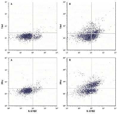 Flow Cytometry: Mouse TH1 Cell Flow Cytometry Kit [FMC010-NOV] - For Th1 activation, mouse splenocytes were cultured for 72 hours with 5 ng/mL of recombinant mouse IL-12, 10 ug/mL of anti-IL-4, 10 ug/mL of anti-CD3, and 10 ug/mL of anti-CD28 followed by 3 hours of re-stimulation with PMA-ionomycin and 3 uM of monensin. Cells were harvested and stained with the indicated antibodies following the procedure. Dot plots show the relative T-bet+, IFN-g+, and IL-12 RB+ populations from inactivated (A) and activated (B) CD4+-gated splenocytes. Quadrants were set based on isotype controls