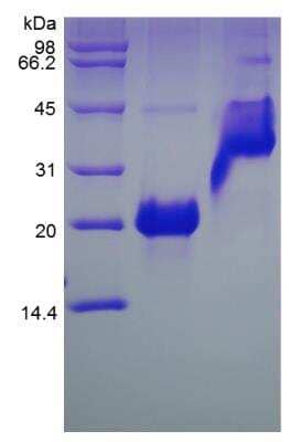 SDS-Page: Mouse VEGF 164 Protein [NBP2-35189]