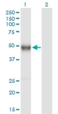 Western Blot: Mouse anti-Human Ig gamma-4 Chain C Region Secondary Antibody [H00003503-B01P] - Analysis of IGHG4 expression in transfected 293T cell line by IGHG4 polyclonal antibody.  Lane 1: IGHG4 transfected lysate(52.03 KDa). Lane 2: Non-transfected lysate.