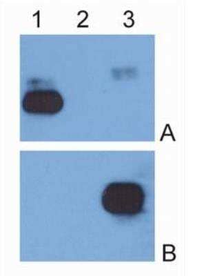 Western Blot: Mouse anti-Human IgG Fc Secondary Antibody (EM-07) [FITC] [NBP1-45061] - IgG kappa light chain (1), IgG alpha light chain (2) and IgG Fc fragment (3) purified from human serum were analysed by Western blotting with antibody against IgG kappa light chain (A) and antibody against IgG Fc fragment (B).