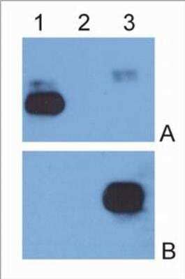 Western Blot: Mouse anti-Human IgG Fc Secondary Antibody (EM-07) [NBP1-45063] - IgG kappa light chain (1), IgG lambda light chain (2) and IgG Fc  (3) purified from human serum were analysed by Western blotting with an antibody against IgG kappa light chain (A) and Mouse anti-Human IgG Fc Secondary antibody (EM-07)antibody against IgG Fc fragment (B).