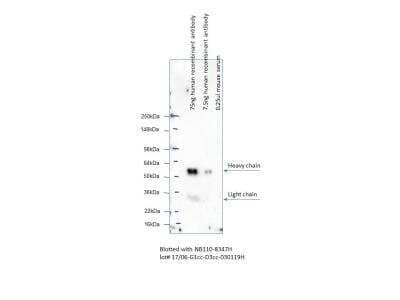 Western Blot: Mouse anti-Human IgG Fc Secondary Antibody (3D3cc) [HRP] [NB110-8347H] - Image from verified customer review.