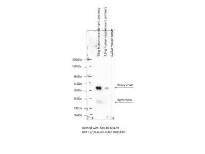 Western Blot: Mouse anti-Human IgG Fc Secondary Antibody (3D3cc) [NB110-8347] - Image from verified customer review using the HRP-conjugated version of mouse anti-human IgG Fc secondary antibody (3D3cc).