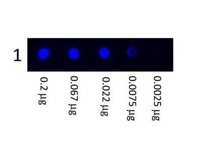 Dot Blot: Mouse anti-Human IgG (H+L) Secondary Antibody [NBP1-72758] - Dot Blot results of Goat Anti-Human IgG Antibody Rhodamine Conjugate. Dots are Human IgG: (1) 100ng, (2) 33.3ng, (3) 11.1ng, (4) 3.70ng, (5) 1.23ng. Primary Antibody: none. Secondary Antibody: Goat Anti-Human IgG Antibody TRITC at 1ug/mL in blocking buffer 1hr RT. Imaged with BioRad ChemiDoc, Rhodamine filter. Image from the FITC version of this antibody.