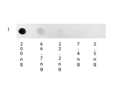 Dot Blot: Mouse anti-Human IgG (H+L) Secondary Antibody [Rhodamine] [NBP1-73609] - Dot Blot of Mouse anti-Human IgG (H+L) Secondary Antibody [Rhodamine].  Antigen:  Human IgG.  Load:  3-fold serial dilution starting at 200 ng.Primary antibody:  None.Secondary antibody:  Mouse anti-Human IgG (H+L) Secondary Antibody [Rhodamine] at 1:1000 for 1H at RT.Block:  Fluorescent blocking buffer for 1 H at RT.