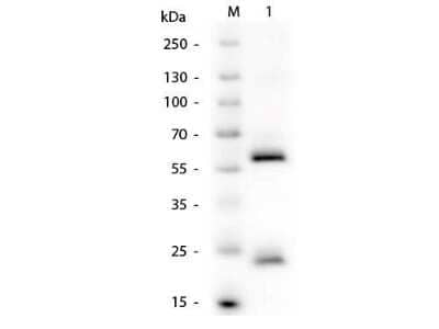 Western Blot: Mouse anti-Human IgG (H+L) Secondary Antibody [NBP1-72758] - Lane 1: Human IgG. Load: 50 ng per lane. Primary antibody: Human IgG Antibody at 1:1,000 overnight at 4C. Secondary antibody: Peroxidase conjugated mouse secondary antibody at 1:40,000 for 30 minutes at RT. Block: incubated with blocking buffer for 30 minutes at RT. Predicted/Observed size: 55 kDa, 25 kDa for Human IgG.