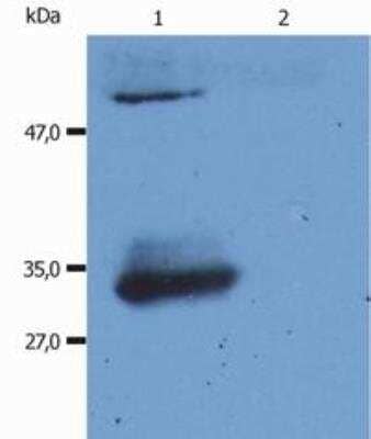 Western Blot: Mouse anti-Human IgG F(ab) Secondary Antibody (4A11) [NB500-467] - Fig. 1. Western Blotting analysis (reducing conditions) of human IgG Fab fragment using anti-human IgG Fab fragment (4A11). Lane 1: Normal human immunoglobulins Lane 2: Normal bovine immunoglobulins.