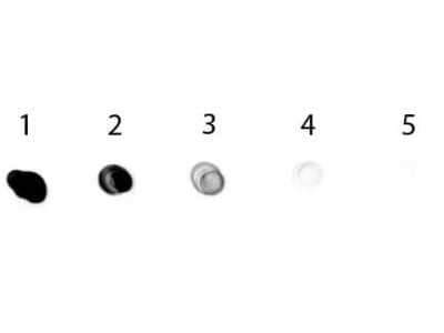 Dot Blot: Mouse anti-Rabbit IgG (H+L) Secondary Antibody [Alkaline Phosphatase] (Pre-adsorbed) [NBP1-72687] - Dot Blot of Mouse anti-Rabbit IgG (H+L) Secondary antibody [Alkaline Phosphatase] (Pre-adsorbed). Antigen: Rabbit IgG.Load: Lane 1 - 200 ng Lane 2 - 66.7 ng Lane 3 - 22.2 ng Lane 4 - 7.41 ng Lane 5 - 2.47 ng.Primary antibody: n/a.Secondary antibody: Mouse anti-Rabbit IgG (H+L) Secondary antibody [Alkaline Phosphatase] (Pre-adsorbed) at 1:1,000 for 1 HR at RT.Block for 1 HR at RT.