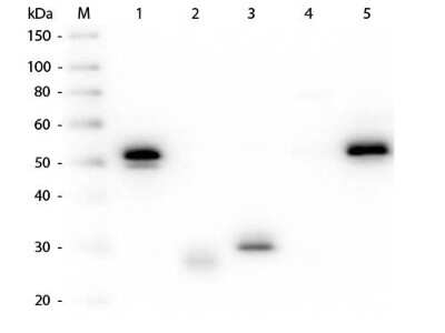 Western Blot: Mouse anti-Rabbit IgG (H+L) Secondary Antibody [Biotin] (Pre-adsorbed) [NBP1-73658] - Lane 1: Rabbit IgG whole molecule. Lane 2: Rabbit IgG F(ab) Fragment. Lane 3: Rabbit IgG F(c) Fragment. Lane 4: Rabbit IgM Whole Molecule. Lane 5: Normal Rabbit Serum. All samples were reduced. Load: 50 ng per lane. Block: incubated with blocking buffer for 30 min at RT. Primary Antibody: Anti-Rabbit IgG (H&L) (MOUSE) Antibody (Min X Hu, Gt, Ms Serum Proteins) 1:1,000 for 60 min at RT. Secondary antibody: Anti-Mouse IgG (RABBIT) Peroxidase Conjugated Antibody 1:40,000 in incubated with blocking buffer for 30 min at RT. Predicted/Observed Size: 25 and 50 kDa for Rabbit IgG and Serum, 25 kDa for F(c) and F(ab), 70 and 23 kDa for IgM. Rabbit F(c) migrates slightly higher.