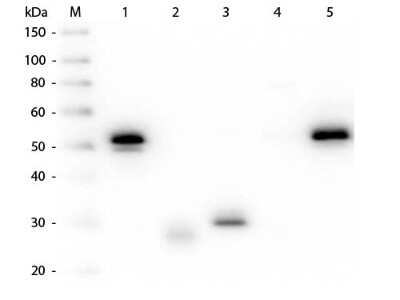 Western Blot: Mouse anti-Rabbit IgG (H+L) Secondary Antibody [HRP] (Pre-adsorbed) [NBP1-73746] - Lane 1: Rabbit IgG whole molecule. Lane 2: Rabbit IgG F(ab) Fragment. Lane 3: Rabbit IgG F(c) Fragment. Lane 4: Rabbit IgM Whole Molecule. Lane 5: Normal Rabbit Serum. All samples were reduced. Load: 50 ng per lane. Block: incubated with blocking buffer for 30 min at RT. Primary Antibody: Anti-Rabbit IgG (H&L) (MOUSE) Antibody (Min X Hu, Gt, Ms Serum Proteins) 1:1,000 for 60 min at RT. Secondary antibody: Anti-Mouse IgG (RABBIT) Peroxidase Conjugated Antibody 1:40,000 in incubated with blocking buffer for 30 min at RT. Predicted/Observed Size: 25 and 50 kDa for Rabbit IgG and Serum, 25 kDa for F(c) and F(ab), 70 and 23 kDa for IgM. Rabbit F(c) migrates slightly higher.