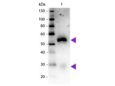 Western Blot: Mouse anti-Rabbit IgG (H+L) Secondary Antibody [HRP] (Pre-adsorbed) [NBP1-73746] - Western blot of Mouse anti-Rabbit IgG (H+L) Secondary Antibody [HRP] (Pre-adsorbed).Lane 1:  Rabbit IgG.Lane 2:  None.Load:  50 ng per lane.Primary antibody:  None.Secondary antibody:  Mouse anti-Rabbit IgG (H+L) Secondary Antibody [HRP] (Pre-adsorbed) at 1:1000 for 60 min at RT.Blocking:  Fluorescent blocking buffer for 30 min at RT.Predicted/Observed size:  25 & 55 kDa, 25 & 55 kDa for Rabbit IgG.Other band(s):  None.