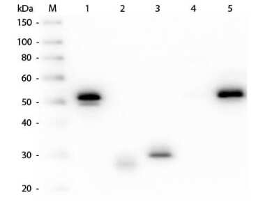 Western Blot: Mouse anti-Rabbit IgG (H+L) Secondary Antibody [Rhodamine] (Pre-adsorbed) [NBP1-73656] - Western Blot of Mouse anti-Rabbit IgG (H+L) Secondary antibody [Rhodamine] (Pre-adsorbed). Lane M: 3 ul Molecular Ladder. Lane 1: Rabbit IgG whole molecule. Lane 2: Rabbit IgG F(ab) Fragment. Lane 3: Rabbit IgG F(c) Fragment. Lane 4: Rabbit IgM Whole Molecule. Lane 5: Normal Rabbit Serum. All samples were reduced. Load: 50 ng per lane. Block for 30 min at RT. Primary Antibody: Mouse anti-Rabbit IgG (H+L) Secondary antibody [Rhodamine] (Pre-adsorbed) 1:1,000 for 60 min at RT. Secondary antibody: Anti-Mouse IgG (RABBIT) Peroxidase Conjugated Antibody 1:40,000 in blocking buffer for 30 min at RT. Predicted/Obsevered Size: 25 and 50 kDa for Rabbit IgG and Serum, 25 kDa for F(c) and F(ab), 70 and 23 kDa for IgM. Rabbit F(c) migrates slightly higher.