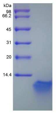 SDS-PAGE Recombinant Mouse beta-Defensin 3 Protein