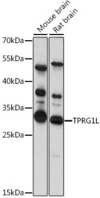Western Blot Mover Antibody - Azide and BSA Free
