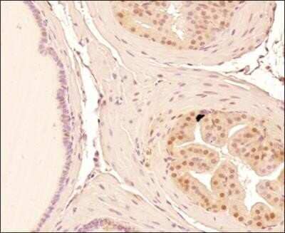 Immunohistochemistry-Paraffin: Mre11 Antibody (15B8.1E7.6) - Azide and BSA Free [NBP2-80856] - IHC analysis of a formalin fixed paraffin embedded (FFPE) tissue section of mouse prostate tissue section using 1:500 dilution of Mre11 antibody (clone 15B8.1E7.6). The signal was developed using HRP-DAB indirect detection method and the sections were cou