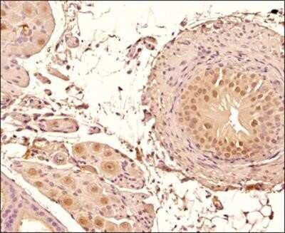 Immunohistochemistry-Paraffin: Mre11 Antibody (15B8.1E7.6) - Azide and BSA Free [NBP2-80856] - IHC analysis of a formalin fixed paraffin embedded (FFPE) tissue section of mouse prostate using 1:500 dilution of Mre11 antibody (clone 15B8.1E7.6). The signal was developed using HRP-DAB indirect detection method and the sections were counterstained usi