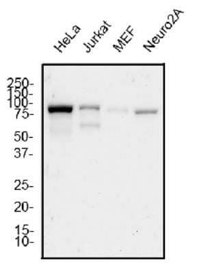 Western Blot: Mre11 Antibody (15B8.1E7.6) - Azide and BSA Free [NBP2-80856] - Total protein from human HeLa, Jurkat, and mouse MEF and Neuro2A cell lines was separated on a 12% gel by SDS-PAGE, transferred to PVDF membrane and blocked in 5% non-fat milk in TBST. The membrane was probed with 1.0 ug/ml anti-Mre11 in block buffer and detected with an anti-Armenian Hamster HRP secondary antibody using chemiluminescence. Image from the standard format of this antibody.