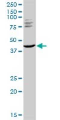 Western Blot: MuRF1/TRIM63 Antibody [H00084676-D01P] - Analysis of TRIM63 expression in NIH/3T3.