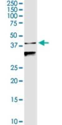 Western Blot: MuRF1/TRIM63 Antibody [H00084676-D01P] - Analysis of TRIM63 expression in mouse testis.