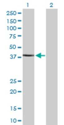 Western Blot: MuRF1/TRIM63 Antibody [H00084676-D01P] - Analysis of TRIM63 expression in transfected 293T cell line by TRIM63 polyclonal antibody.Lane 1: TRIM63 transfected lysate(40.20 KDa).Lane 2: Non-transfected lysate.