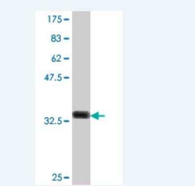 Western Blot: Mucin 5AC Antibody [H00004586-A01] - Detection against Immunogen (37.11 KDa) .