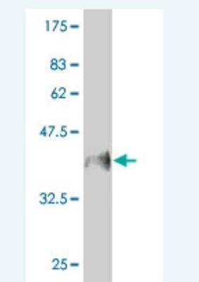 Western Blot: Mucin 5B Antibody (8C11) [H00727897-M01A] - Detection against Immunogen (37.84 KDa) .