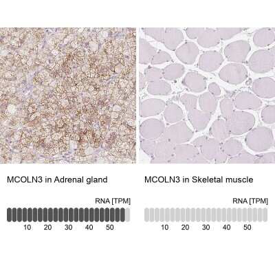 <b>Orthogonal Strategies Validation. </b>Immunohistochemistry-Paraffin: Mucolipin 3 Antibody [NBP2-38951] - Staining in human adrenal gland and skeletal muscle tissues using anti-MCOLN3 antibody. Corresponding MCOLN3 RNA-seq data are presented for the same tissues.