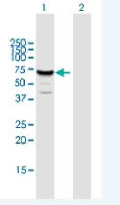 Western Blot: Mus81 Antibody [H00080198-B01P-50ug] - Analysis of MUS81 expression in transfected 293T cell line by MUS81 MaxPab polyclonal antibody.  Lane 1: MUS81 transfected lysate(60.61 KDa).Lane 2: Non-transfected lysate.