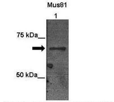 Western Blot: Mus81 Antibody [NBP2-87860] - Lanes: Lane 1: 20ug 293T cell lysate. Primary Antibody Dilution: 1:1000. Secondary Antibody: Anti-rabbit-HRP. Secondary Antibody Dilution: 1:5000. Gene Name: MUS81. Submitted by: Anonymous. 