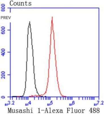 Flow Cytometry: Musashi-1 Antibody (SJ201) [NBP2-67418] - Analysis of Musashi 1 was done on Hela cells. The cells were fixed, permeabilized and stained with the primary antibody (1/50) (red). After incubation of the primary antibody at room temperature for an hour, the cells were stained with a Alexa Fluor 488-conjugated Goat anti-Rabbit IgG Secondary antibody at 1/1000 dilution for 30 minutes.Unlabelled sample was used as a control (cells without incubation with primary antibody; black).